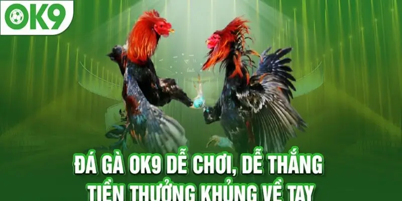 Kinh Nghiệm Chọn Gà Chiến Đỉnh Cao