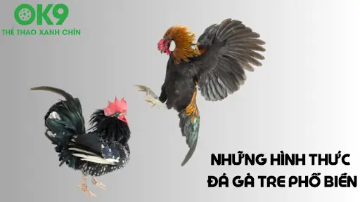 Những Hình Thức Đá Gà Tre Phổ biến