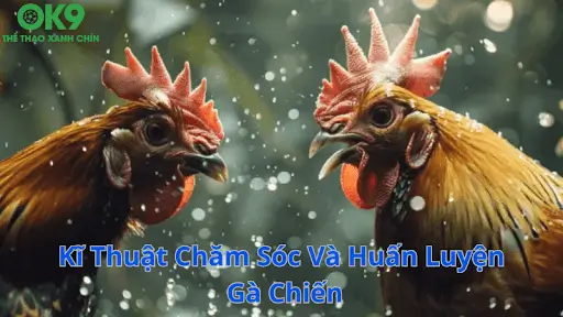 Chăm Sóc Và Huấn Luyện Gà Chiến